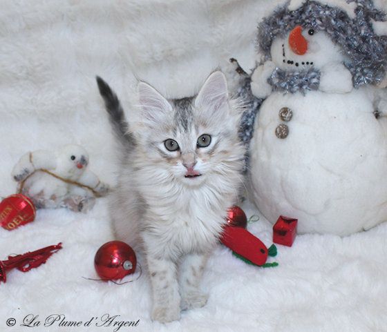 Angoras Turcs. Chatons angoras turcs nés en 2025. Chatterie de la Plume ...