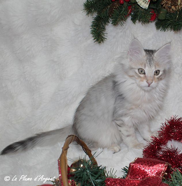 Angoras Turcs. Chatons angoras turcs nés en 2025. Chatterie de la Plume ...