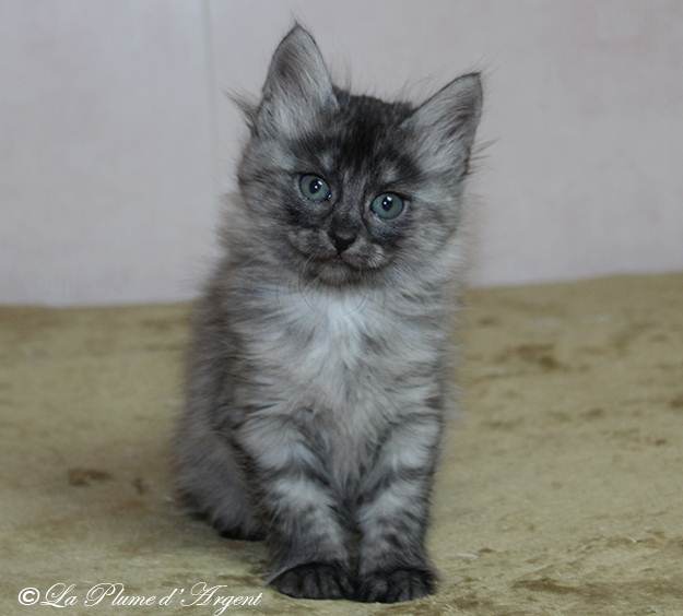 Angoras Turcs. Chatons angoras turcs nés en 2025. Chatterie de la Plume ...